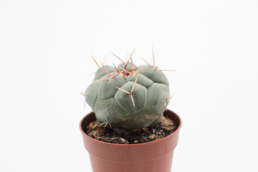 Thelocactus hexaedrophorus