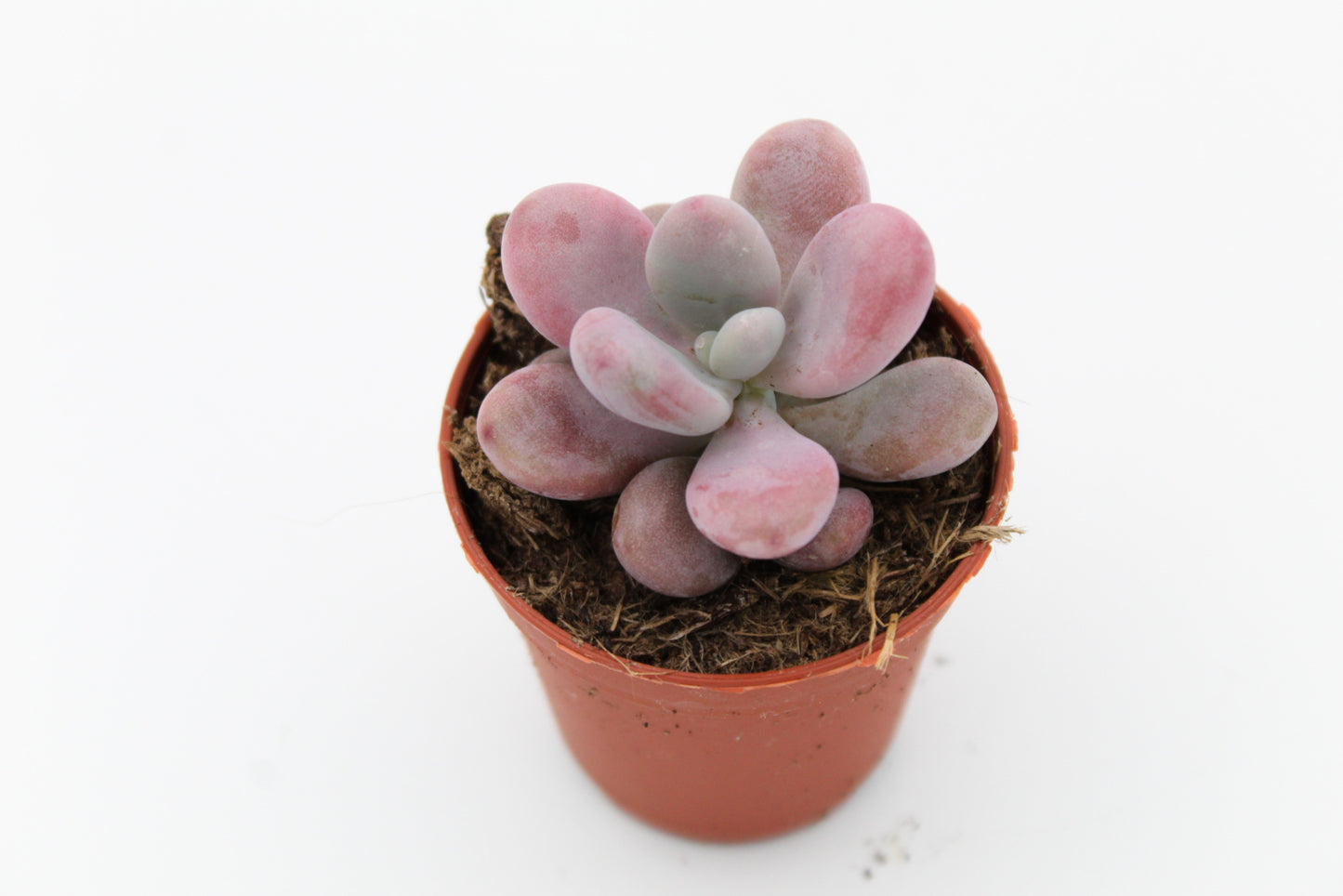 Pachyveria oviferum roseum "Pink moonstones"