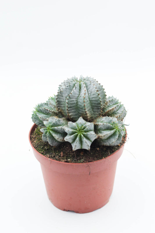 Euphorbia Horrida grey form