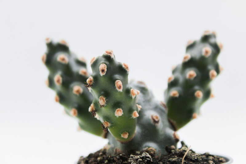 Tephrocactus molinensis