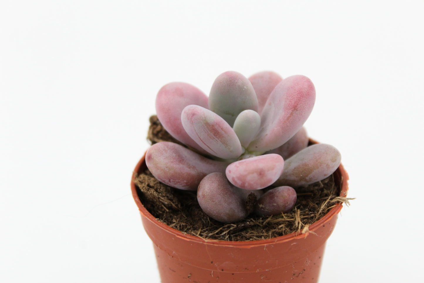 Pachyveria oviferum roseum "Pink moonstones"