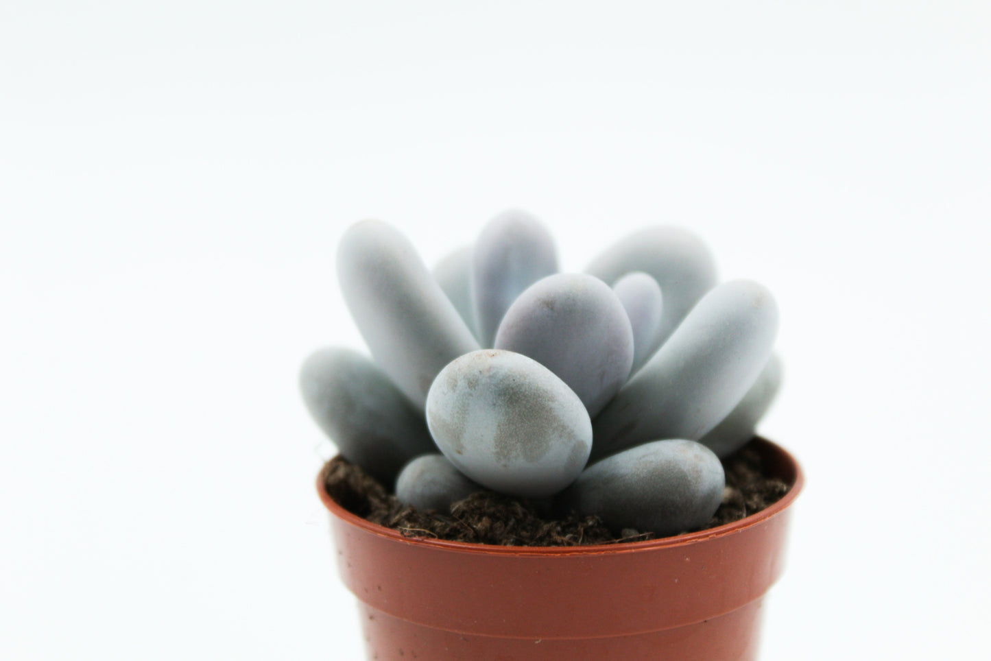 Pachyphytum Oviferum "moonstones"