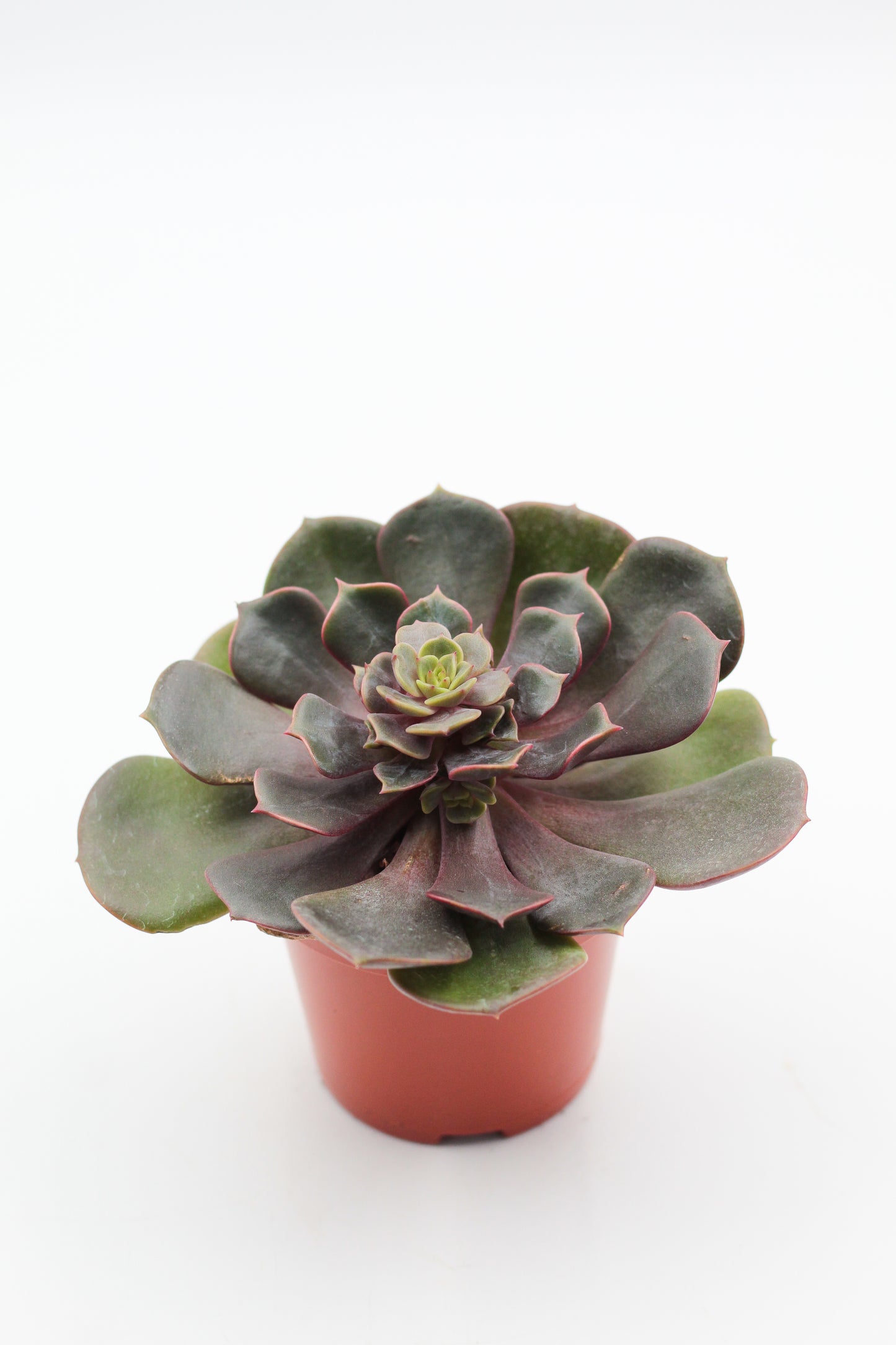 echeveria vampire red ball