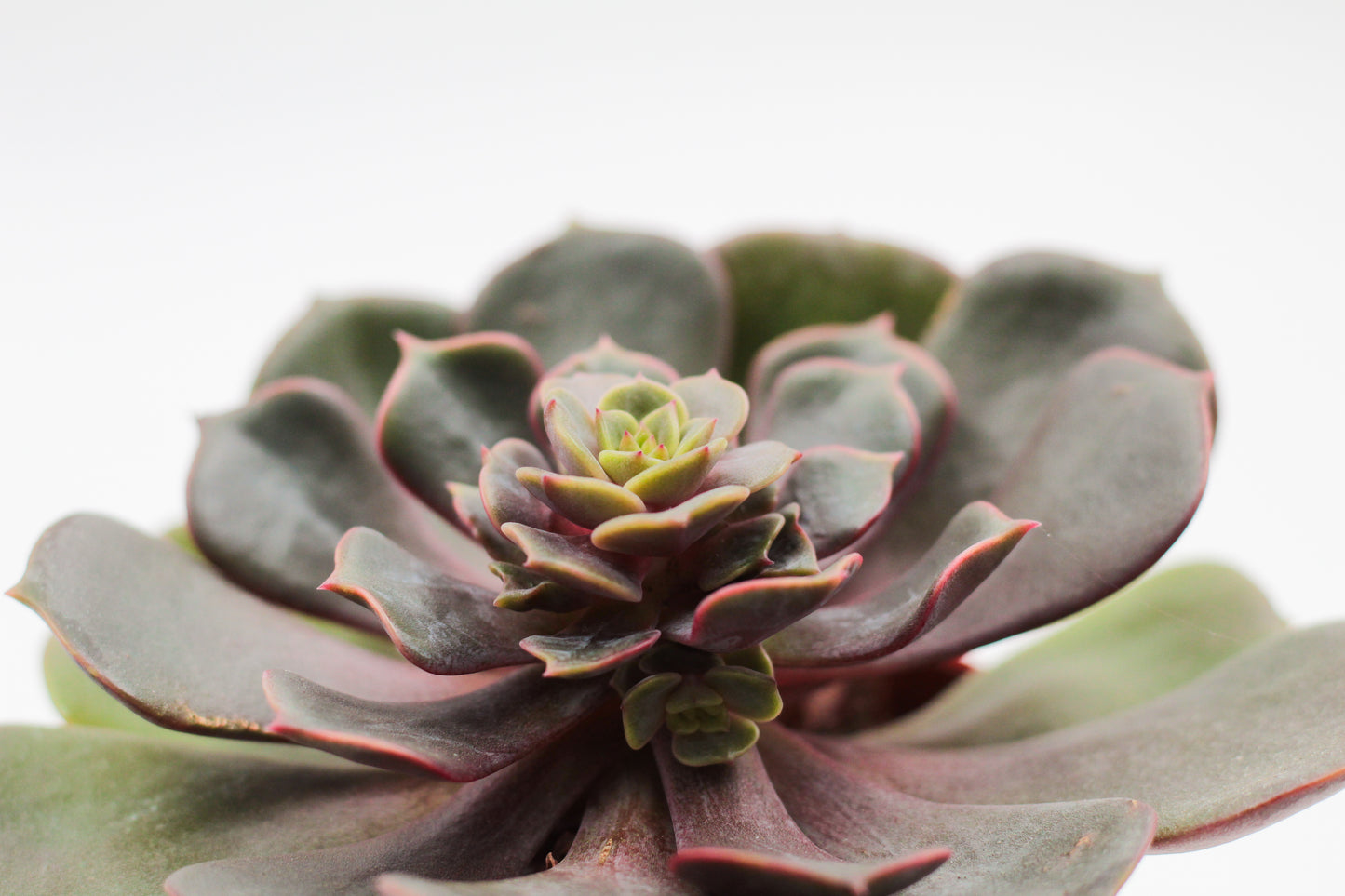 echeveria vampire red ball