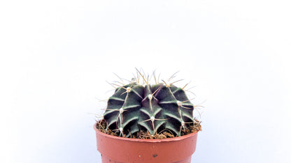 Gymnocalycium mihanovichii