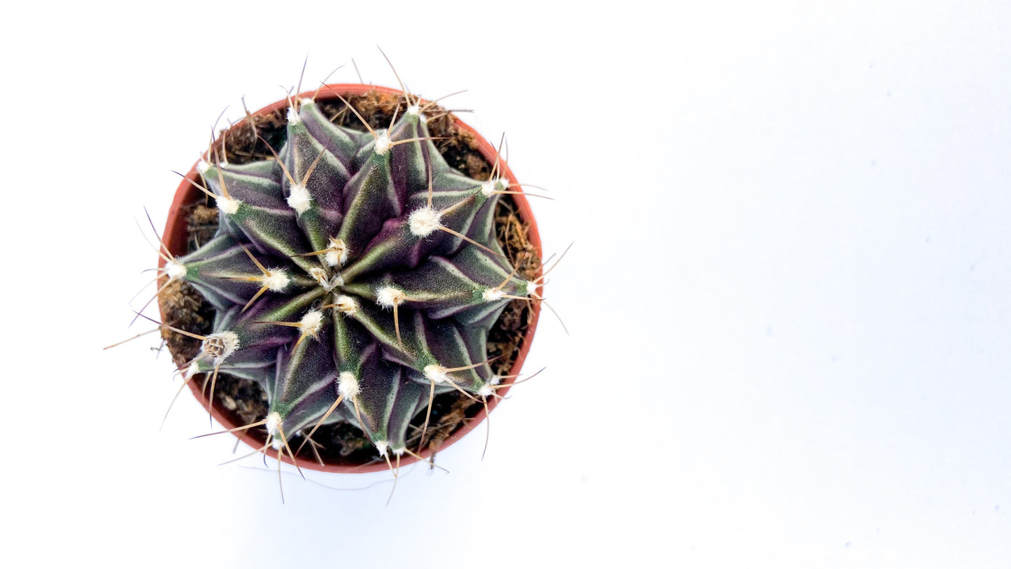 Gymnocalycium mihanovichii