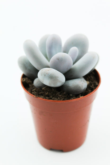 Pachyphytum Oviferum "moonstones"