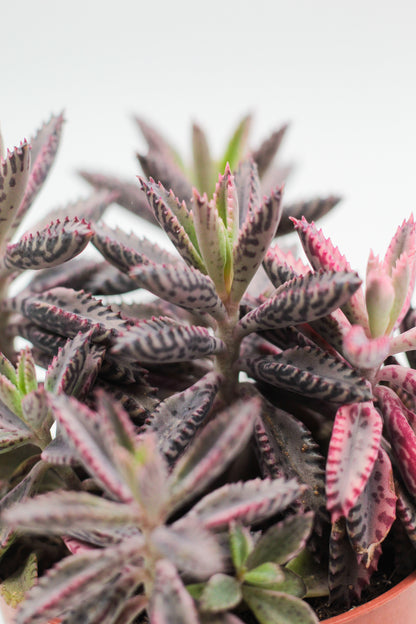 Kalanchoe Daigremontiana "Pink Butterflies"