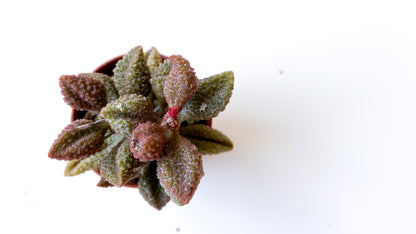 Adromischus Marianiae Herrei coffee bean