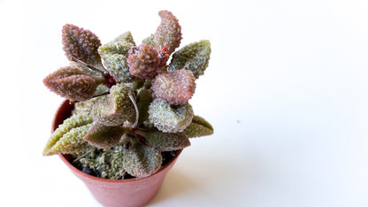 Adromischus Marianiae Herrei coffee bean