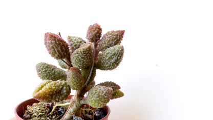 Adromischus Marianiae Herrei coffee bean