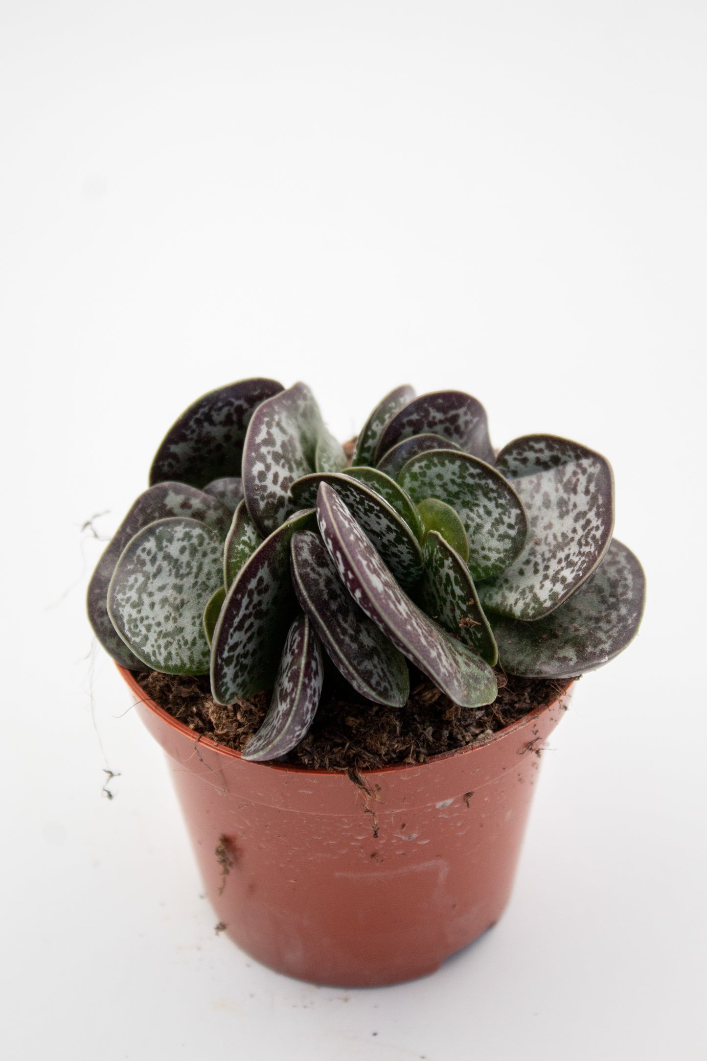 Adromischus Trigynus (Adromischus rupicola)