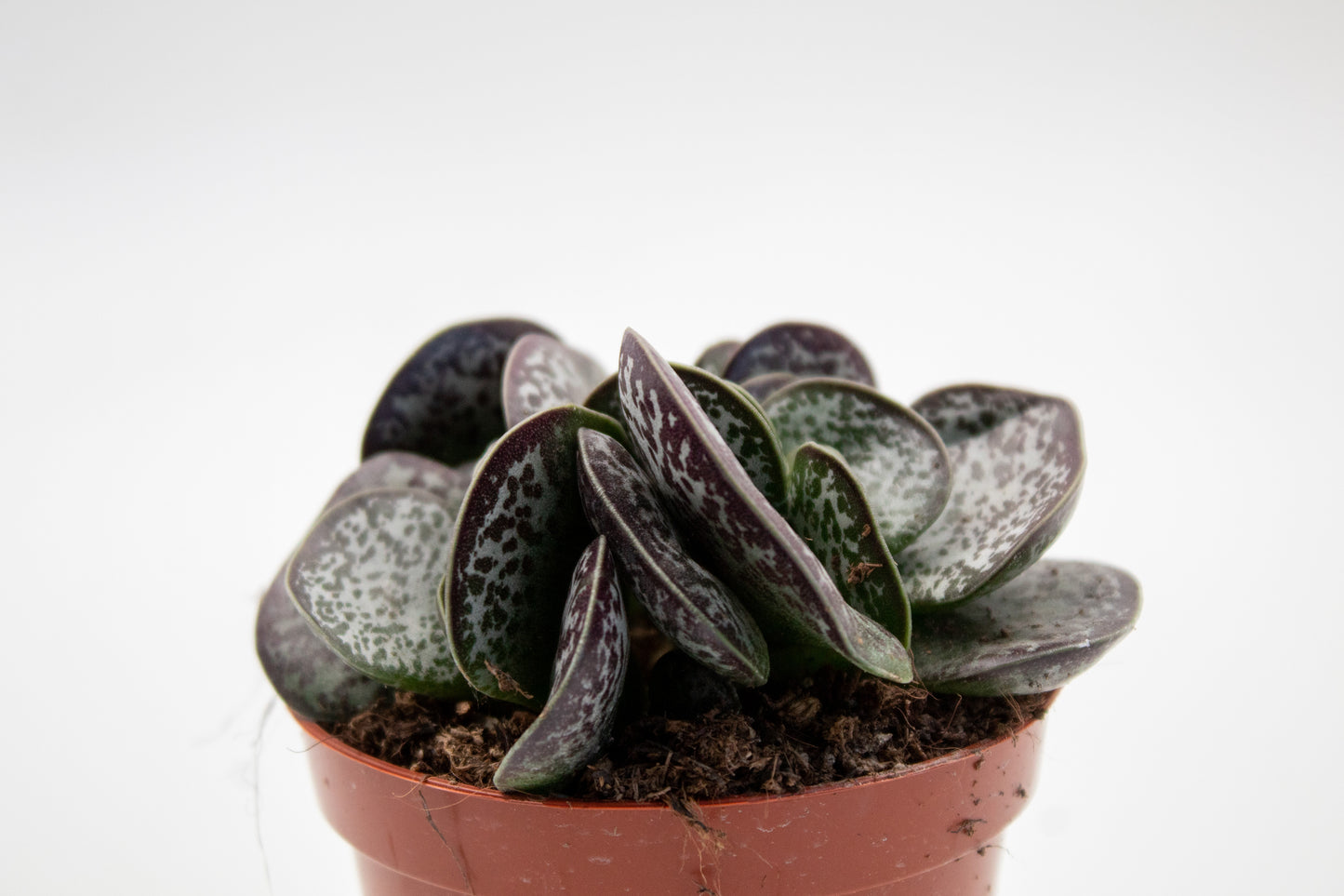 Adromischus Trigynus (Adromischus rupicola)