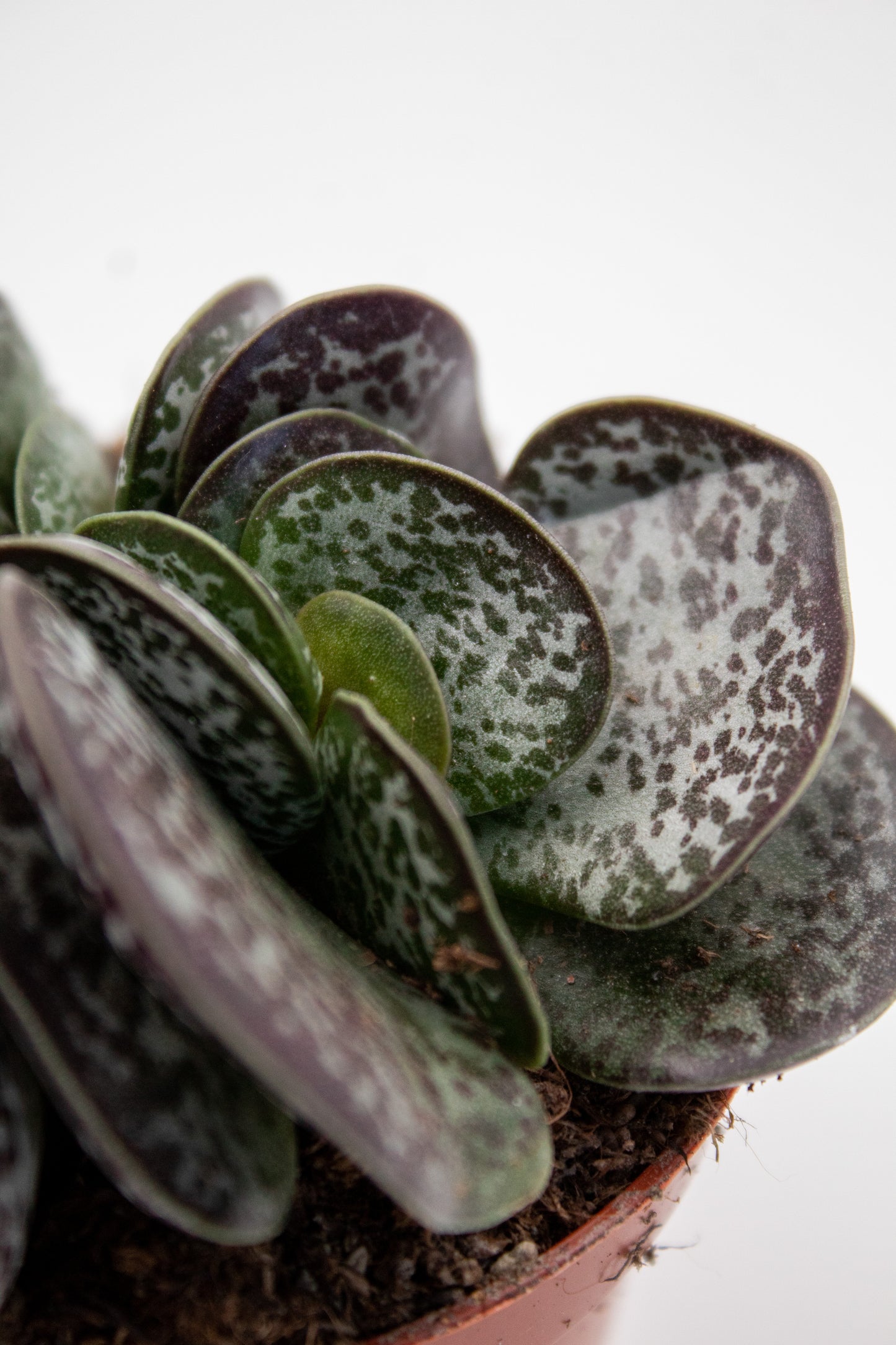 Adromischus Trigynus (Adromischus rupicola)