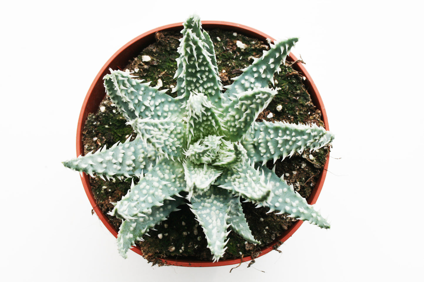 Aloe Humilis x Pratensis