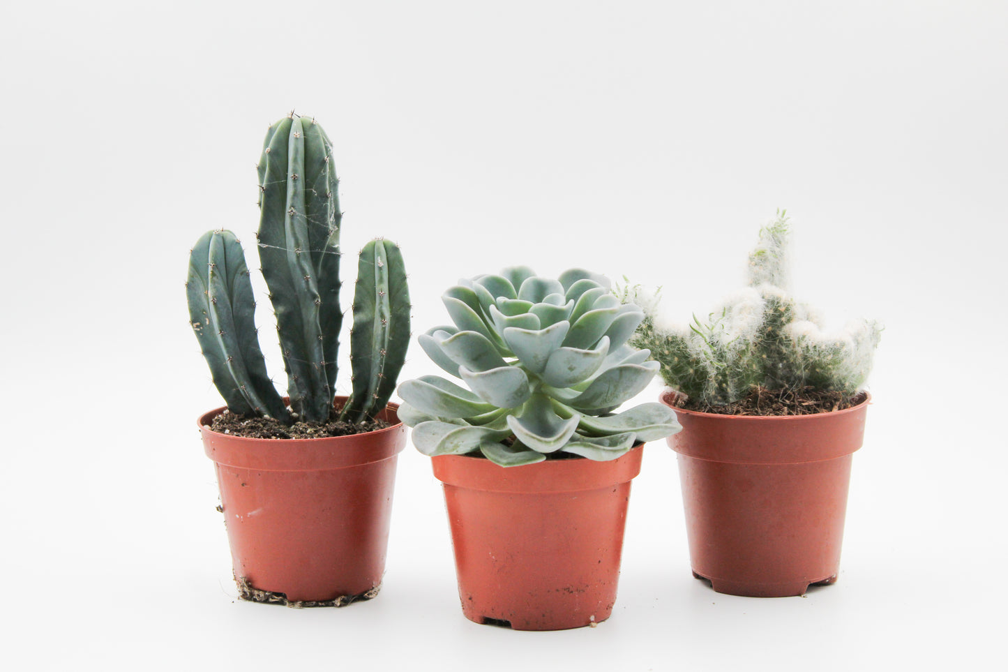 Cactus and succulent mix 3 pieces in 8.5 cm growing pot