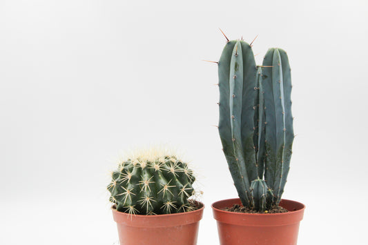 Cactus mix 2 pieces in 10.5 cm growing pot