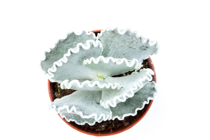 Cotyledon orbiculata f. undulata