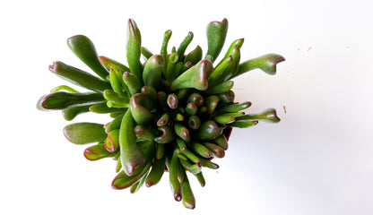 Crassula Hobbit