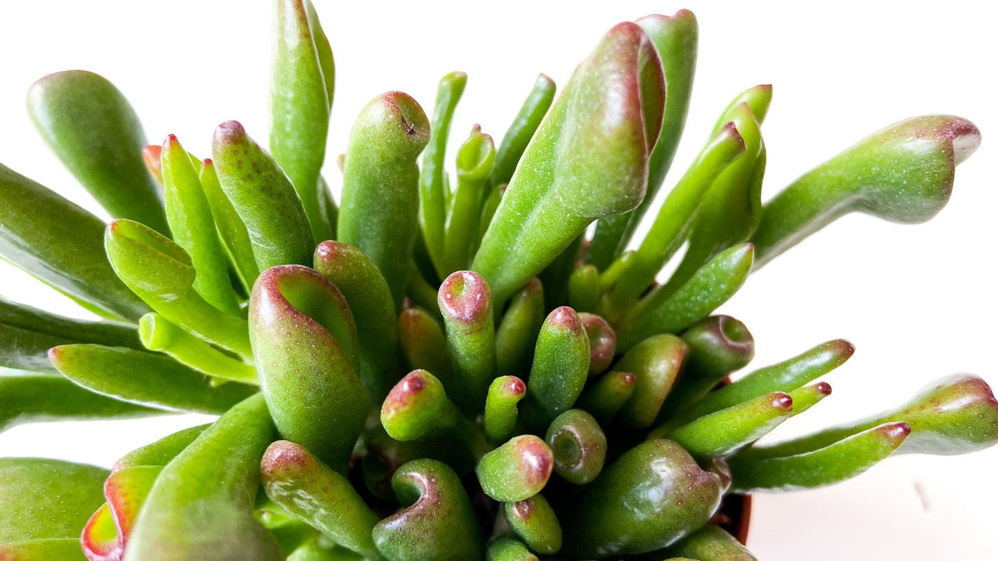 Crassula Hobbit