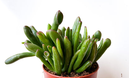 Crassula Hobbit