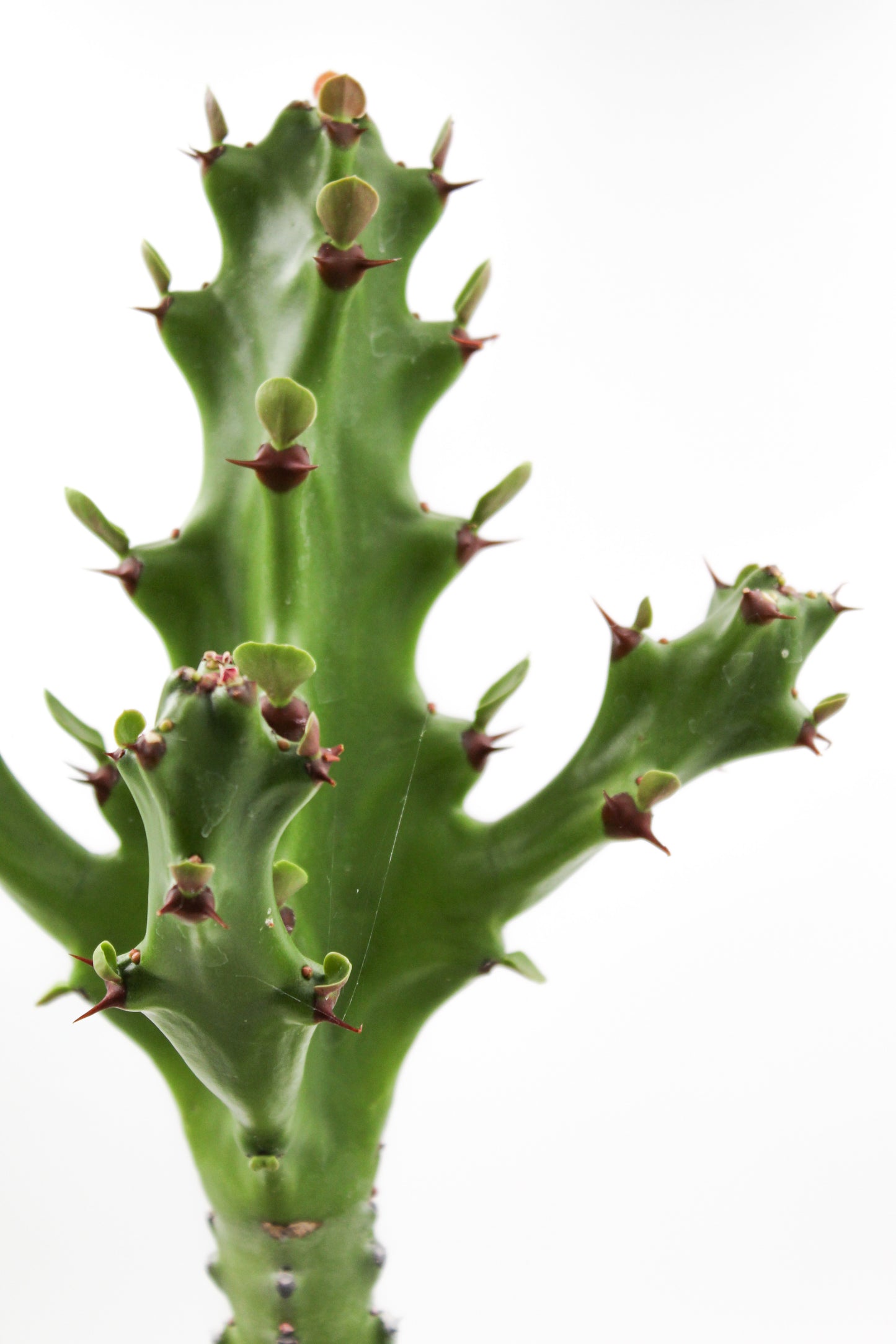 Euphorbia mayurnathanii