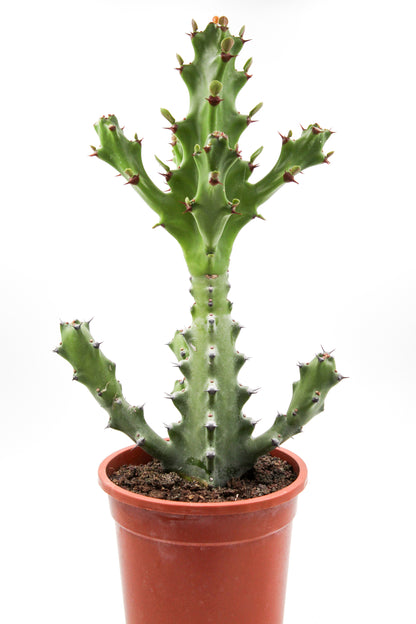 Euphorbia mayurnathanii