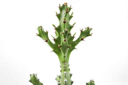 Euphorbia mayurnathanii