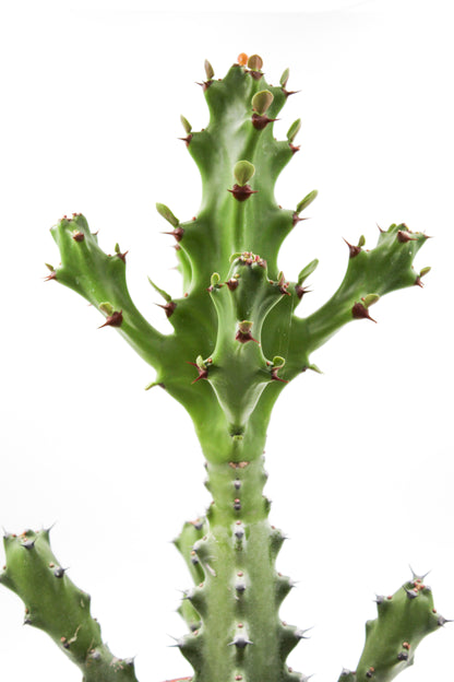 Euphorbia mayurnathanii