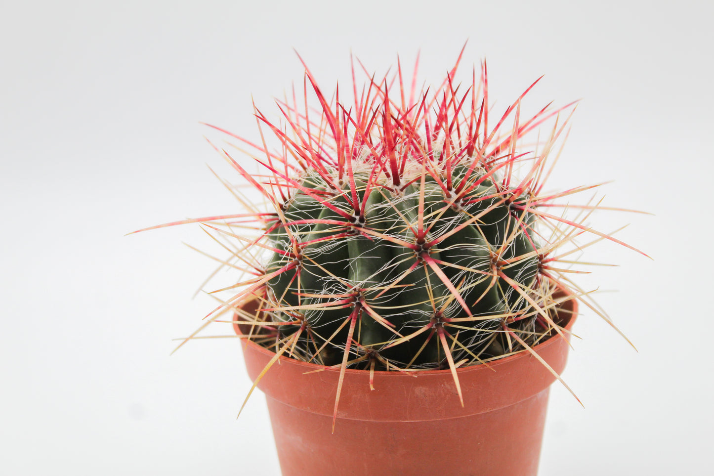 Ferocactus Pilosus