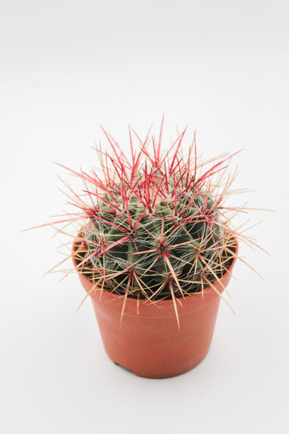 Ferocactus Pilosus