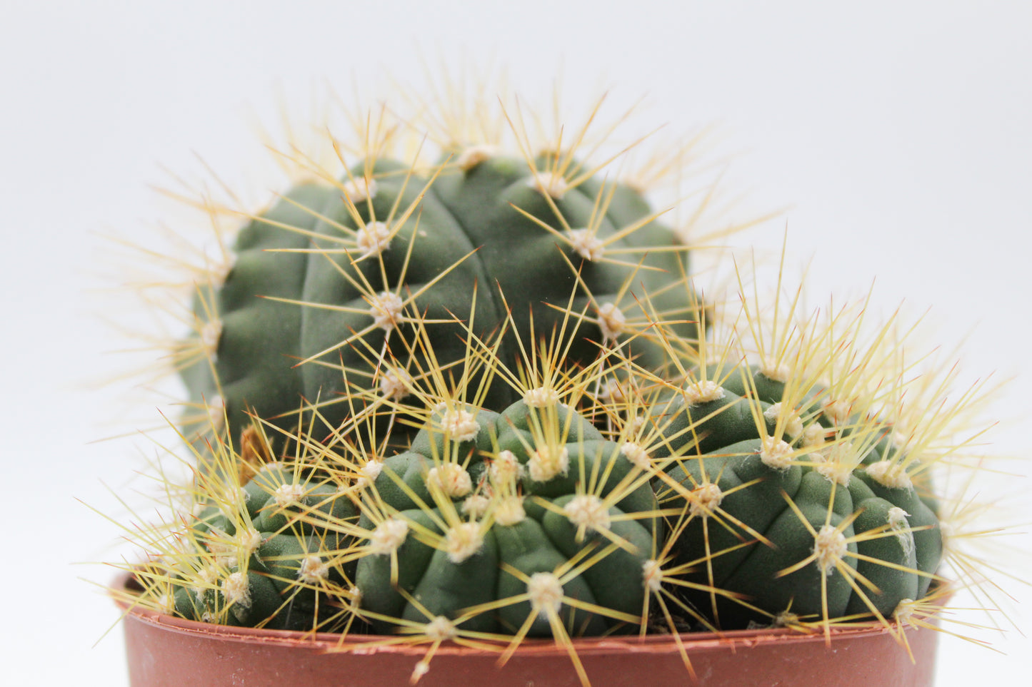 Gymnocalycium chacoense