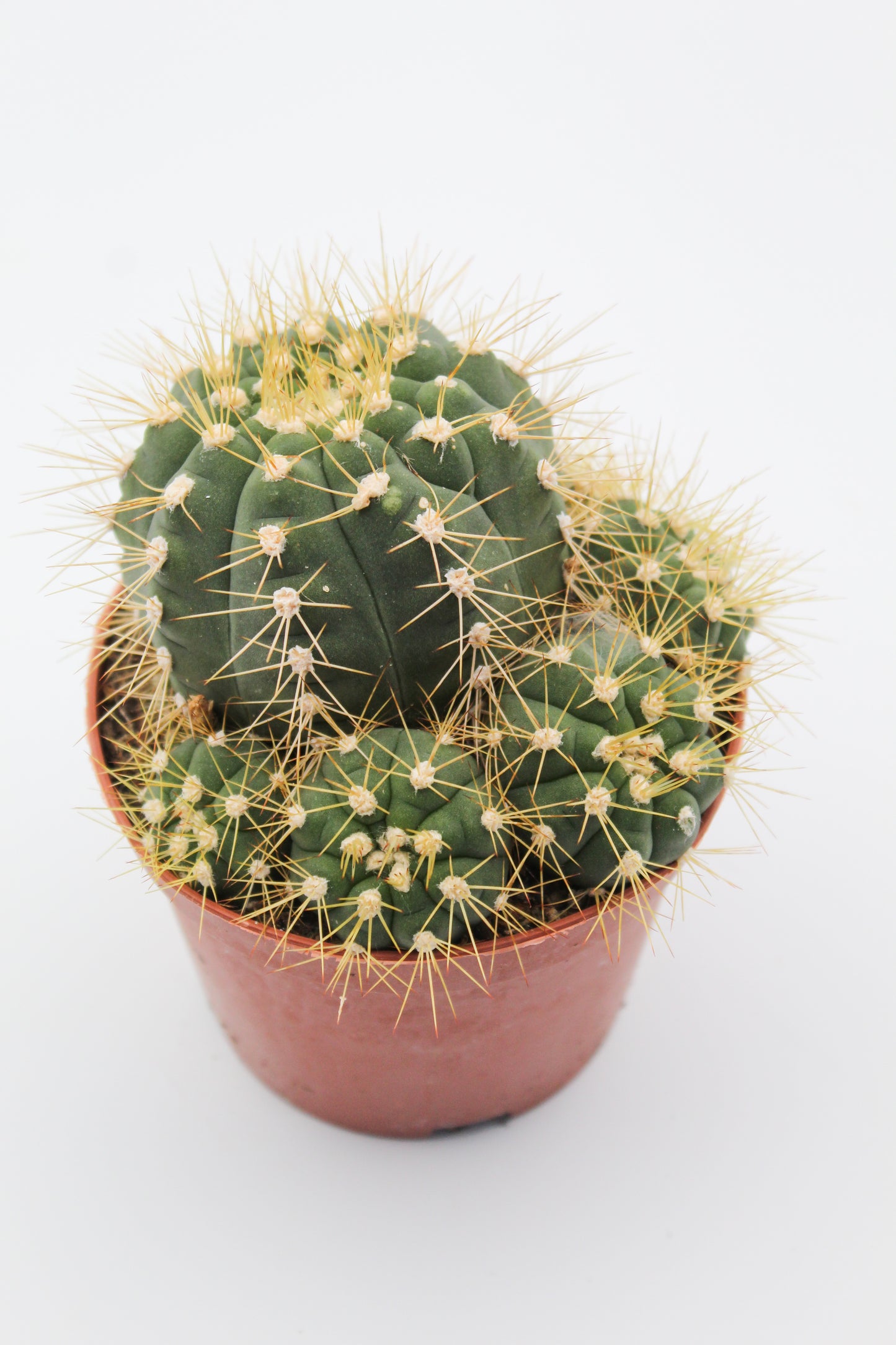 Gymnocalycium chacoense