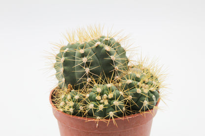 Gymnocalycium chacoense