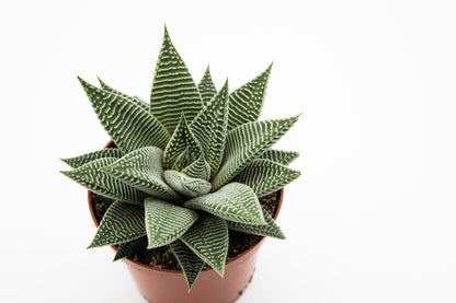 Haworthia spider white