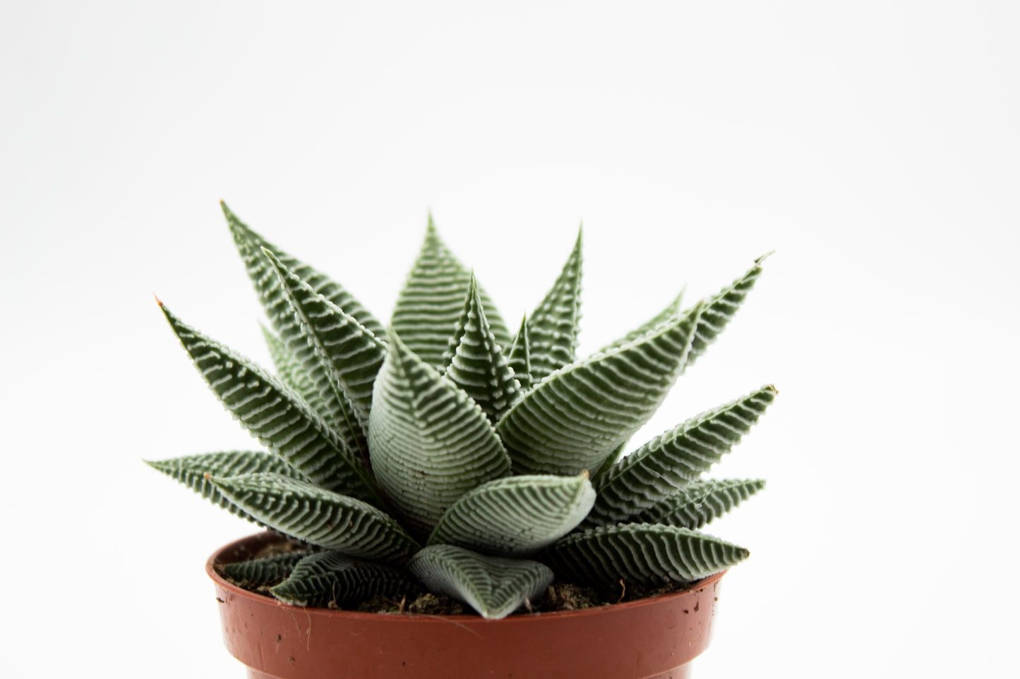 Haworthia spider white