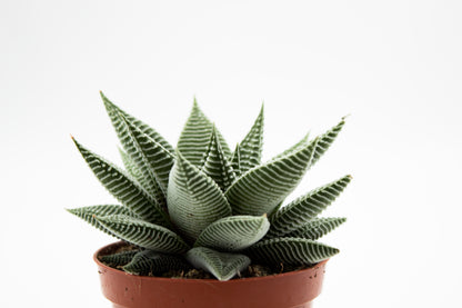 Haworthia spider white