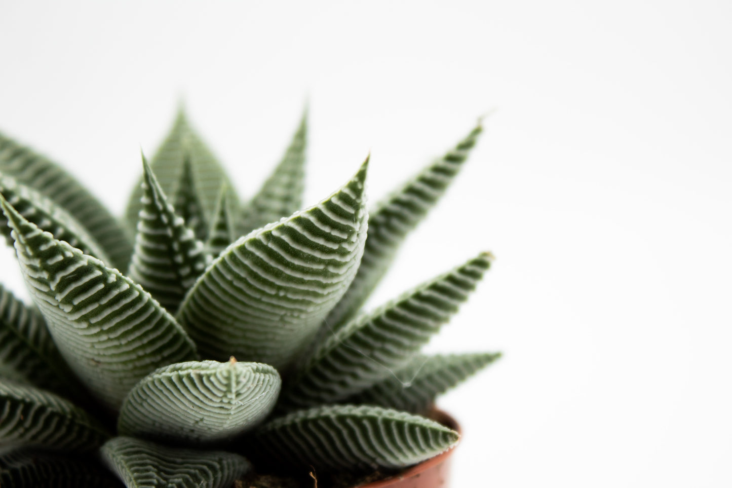 Haworthia spider white