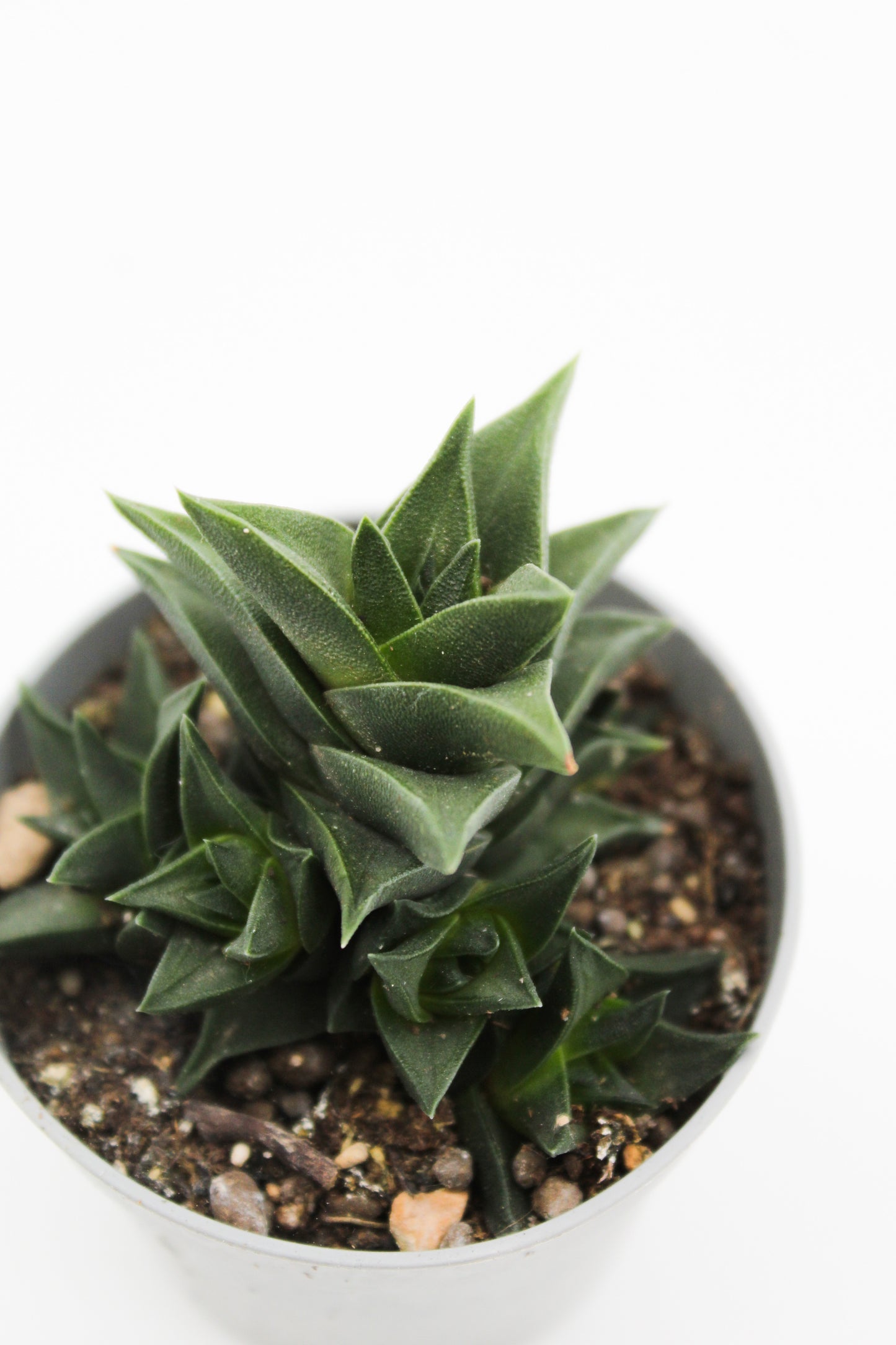 Haworthia viscosa