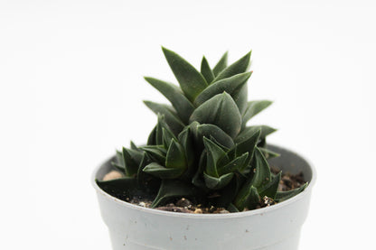 Haworthia viscosa