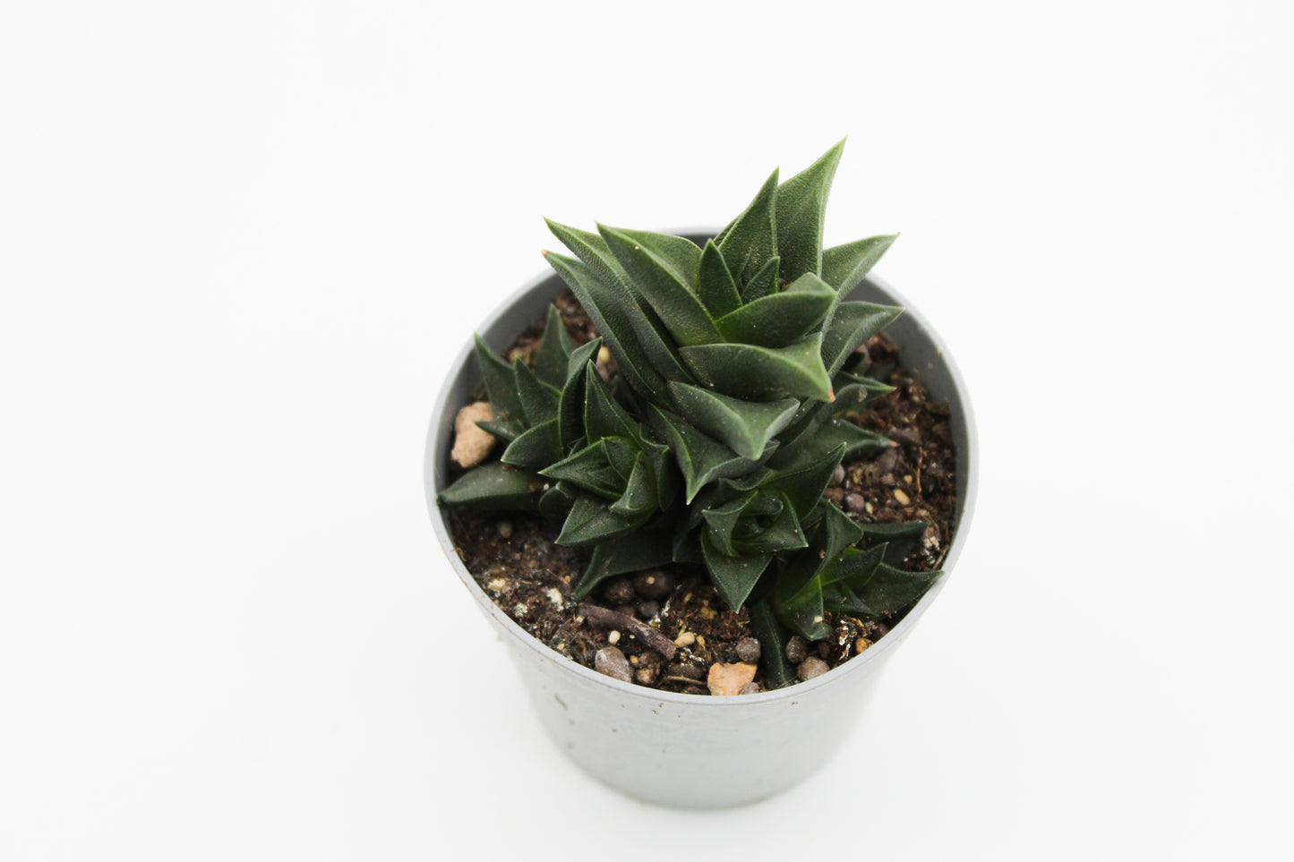 Haworthia viscosa