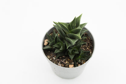 Haworthia viscosa