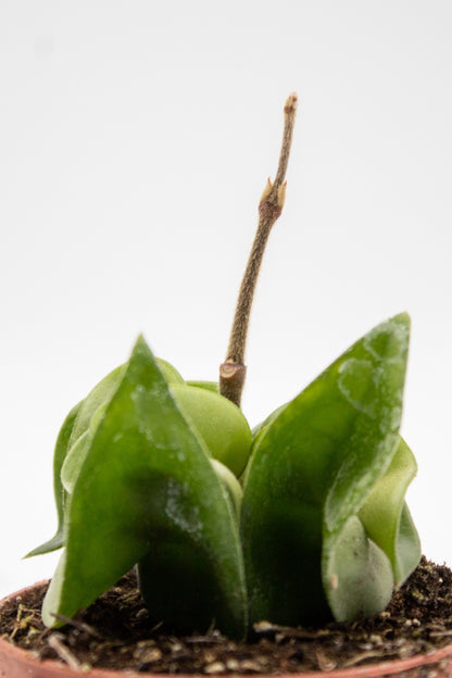 Hoya carnosa Compacta